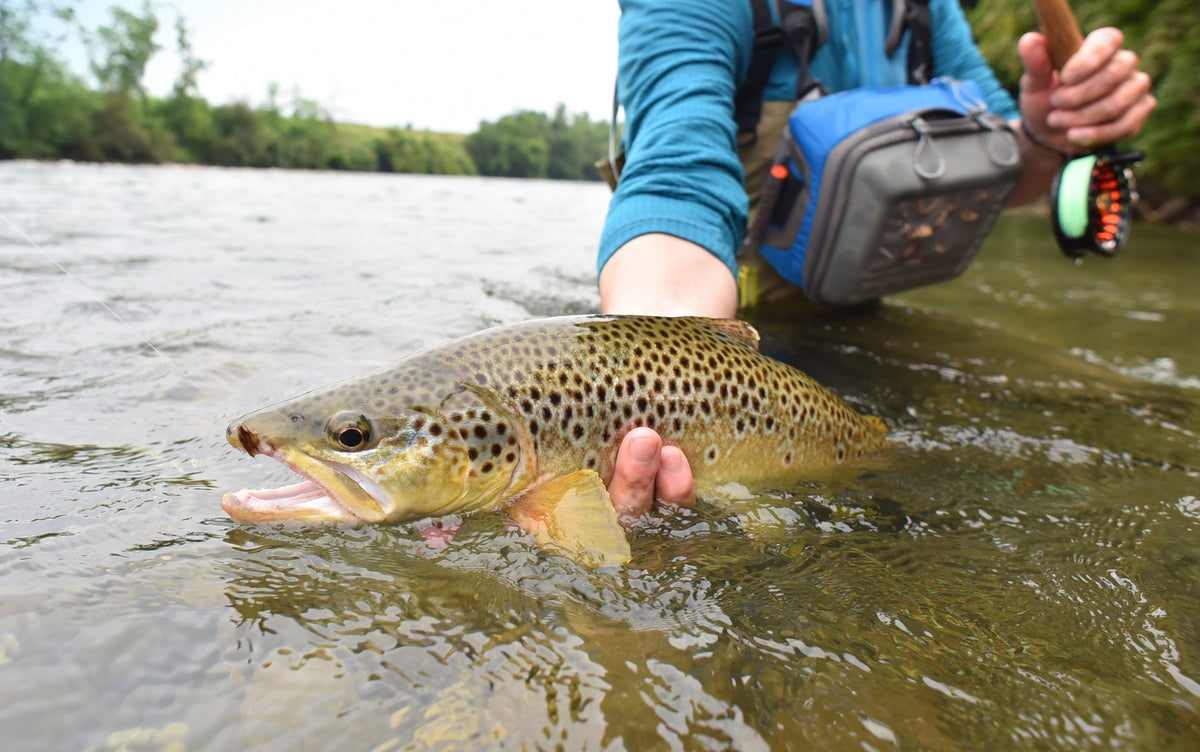 3 Pack Quill Gordon Classic Dry Fly - Size 14